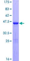 Human AIF1L Protein (Recombinant GST)