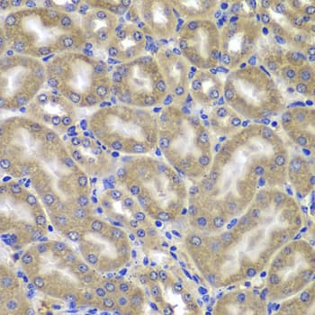 IPAF / NLRC4 Antibody