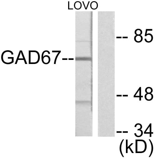 PathPlus™ GAD1 / GAD67 Antibody (aa471-520)