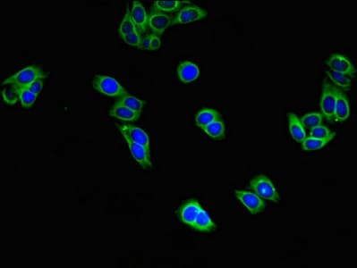 EIF4E Antibody