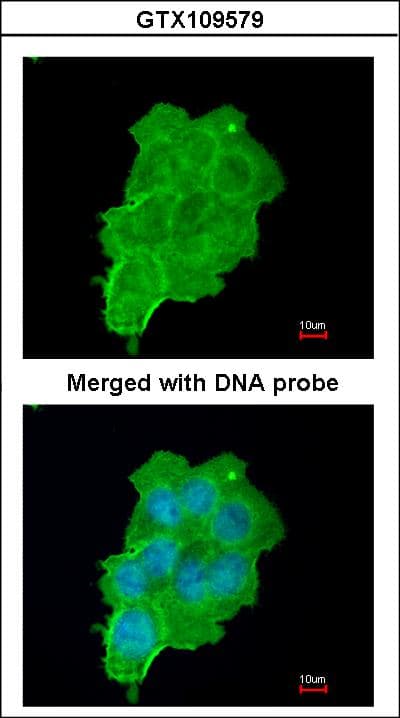 UFD1L Antibody (aa1-307)
