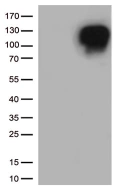 MME / CD10 Antibody (aa411-750, clone OTI2A4)