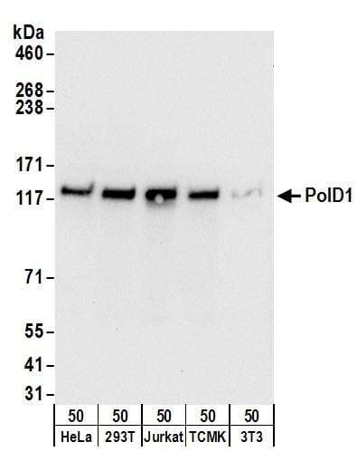 IHC-plus™ SEC13 Antibody (aa270-320)