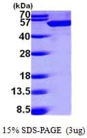 Human DDX39B / UAP56 Protein (Recombinant His)