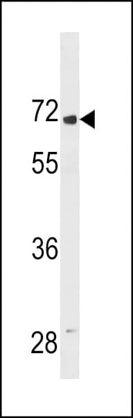 Polyclonal Rabbit anti-Human LINGO2 Antibody (aa393-421, WB)