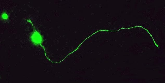 Polyclonal Sheep anti-Rat GAP43 Antibody (IHC, WB)