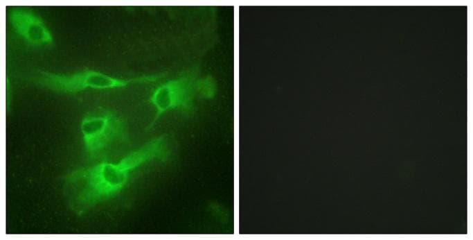 TNFRSF4 / CD134 / OX40 Antibody