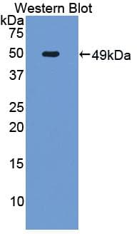 CD95 / FAS Antibody (aa30-252)