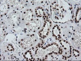ZSCAN18 / ZNF447 Antibody (clone OTI4F12)