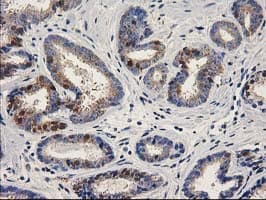 ALDH1A3 Antibody (clone OTI4B4)
