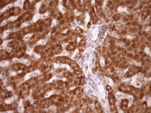 STOML2 Antibody (clone OTI1F5, Carrier-free)