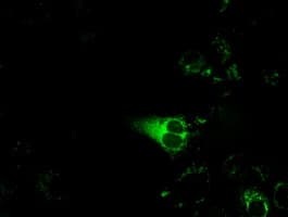 CYP1A2 Antibody (clone OTI7A9)