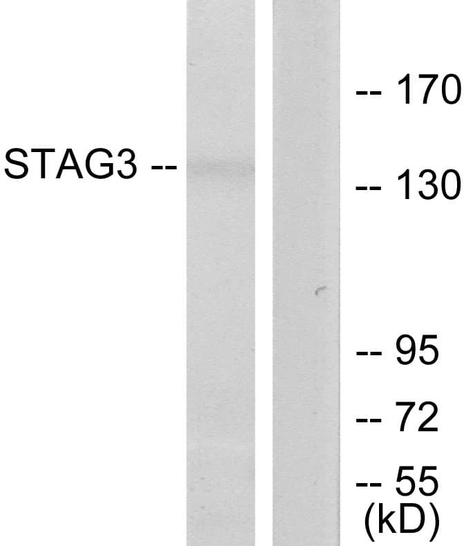 STAG3 Antibody (aa1161-1210)