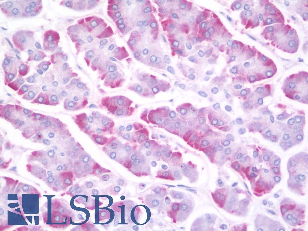 IHC-plus™ NAF-1 / CISD2 Antibody
