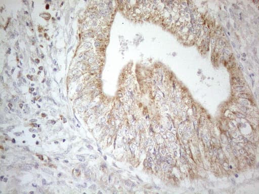 Monoclonal Mouse anti-Human CD40 Antibody (clone OTI8B8, Carrier-free, aa21-166, IHC, WB)