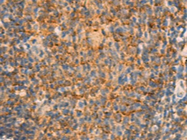 IFITM2 Antibody
