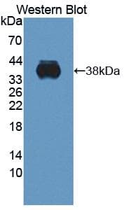 C1QTNF9 Antibody (aa20-333, HRP)