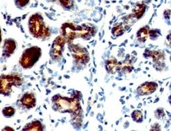TFF1 / pS2 Antibody (aa57-84, clone SPM573, Azide-free, BSA-free)