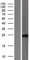 RAC1 Protein (Over-Expression Lysate Myc-DDK (Flag))