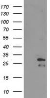 ERAS Antibody (clone OTI2C6)