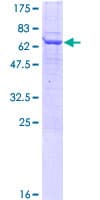 Human UBXN1 Protein (Recombinant GST)