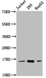 Polyclonal Rabbit anti-Human HIST1H3A Antibody (IHC, IF, WB)