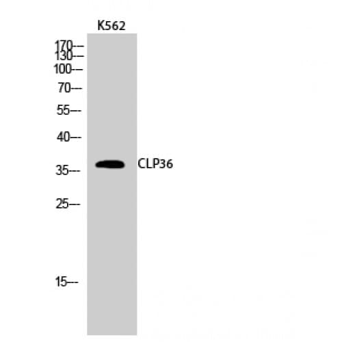 PDLIM1 Antibody (30-110 aa, Internal)