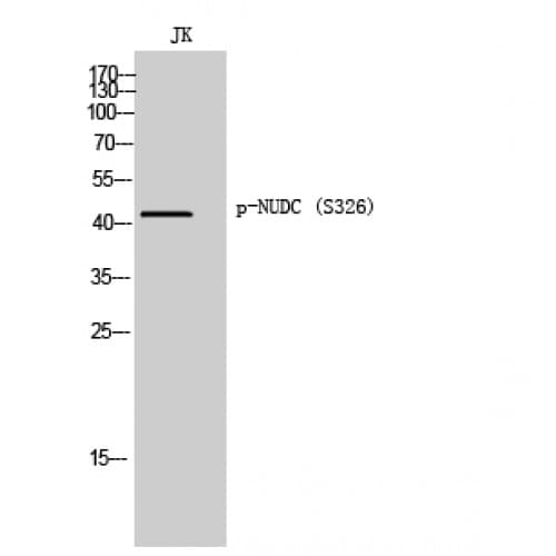 Polyclonal Rabbit anti-Human NUDC Antibody (270-350 aa, IHC, WB)