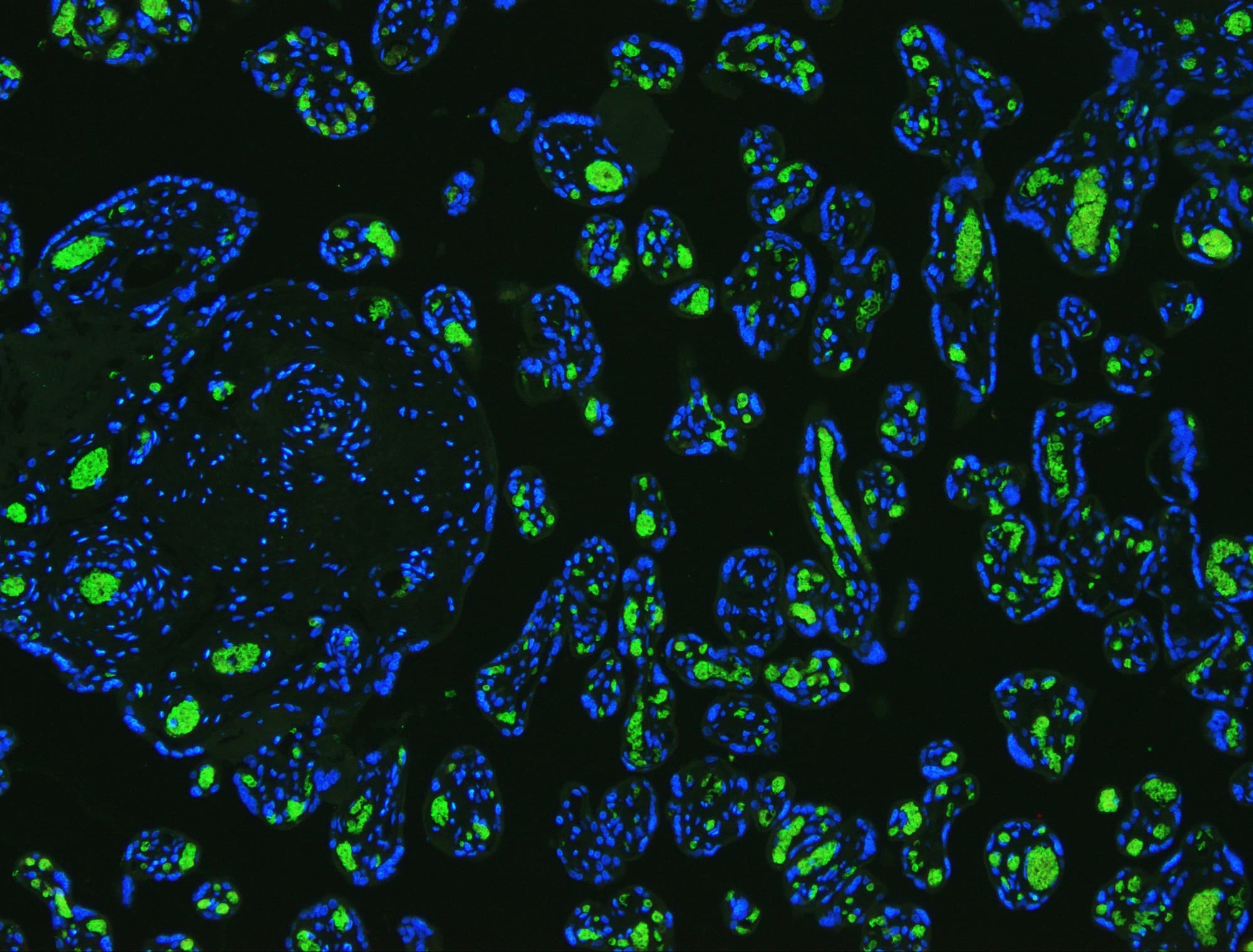 SLC4A1 / Band 3 / AE1 Antibody (aa28-365)