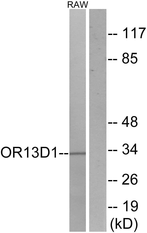 Polyclonal Rabbit anti-Human OR13D1 Antibody (aa231-280, WB)