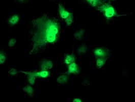 NUDEL / NDEL1 Antibody (clone OTI4E5, Carrier-free)