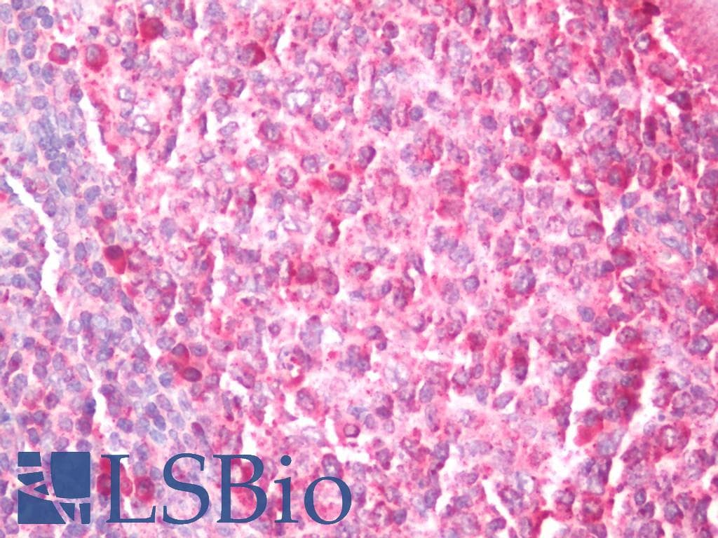 EEF1D Antibody (FITC)