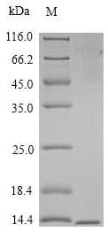 Crab-eating macaque CD3G Protein (Recombinant 6His, N-terminus)