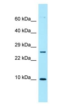 NUTF2 / PP15 Antibody (aa63-112)