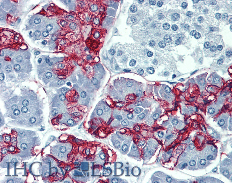 Lewis A Blood Group Antigen Antibody (clone 7LE)