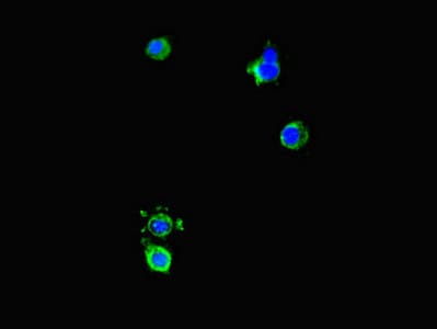 DNAJC3 / p58IPK Antibody