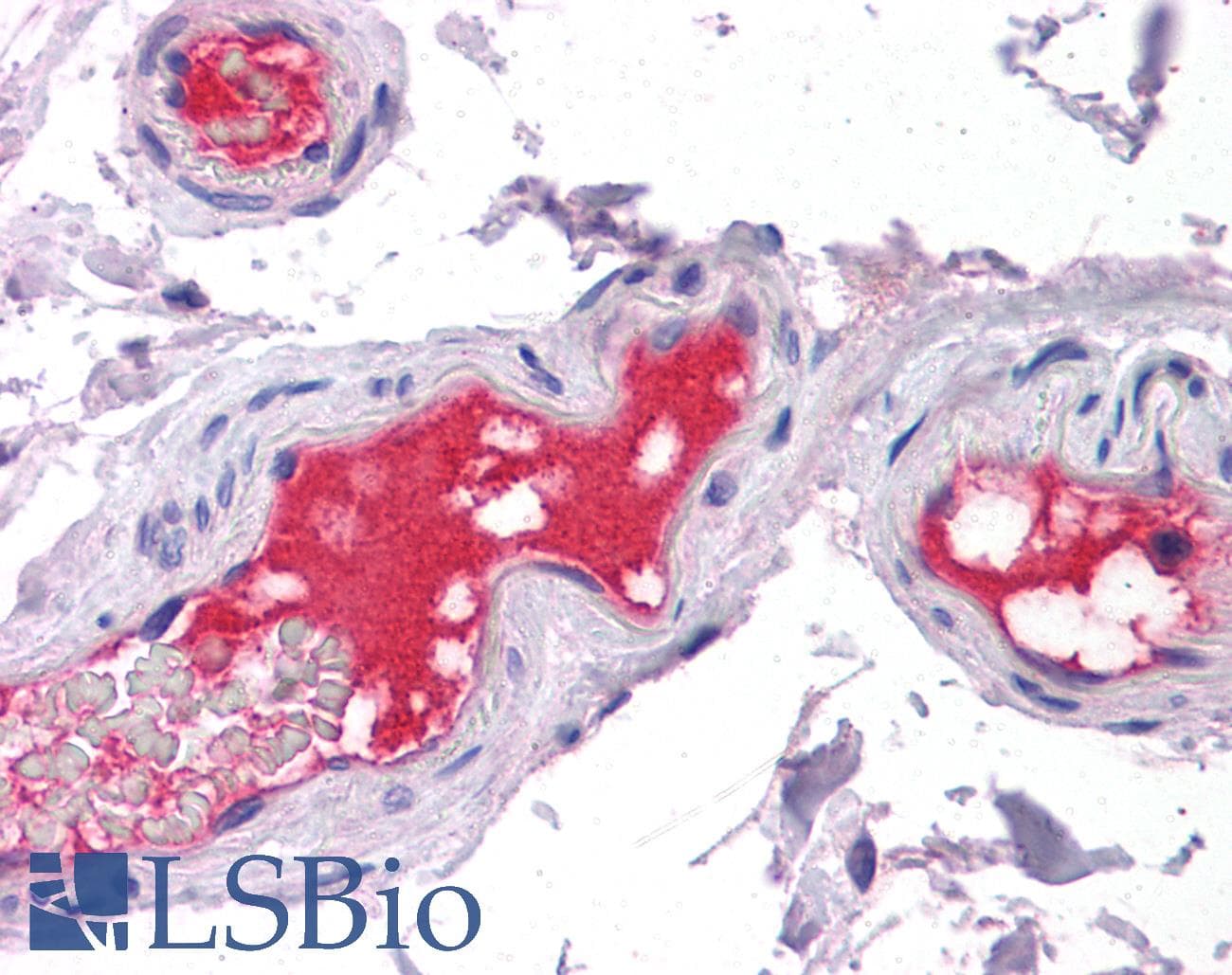 IHC-plus™ PROC / Protein C Antibody