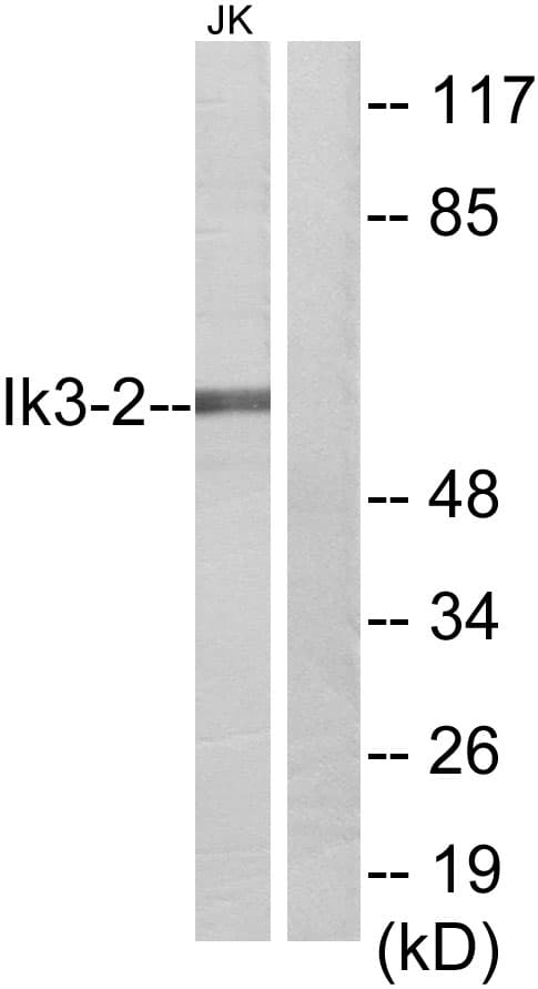 CABLES2 Antibody (aa91-140)
