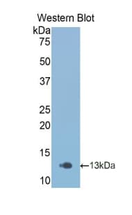 AOC1 Antibody (aa27-113)