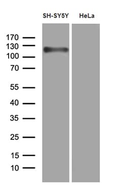APBB1 / FE65 Antibody (clone OTI1G1)