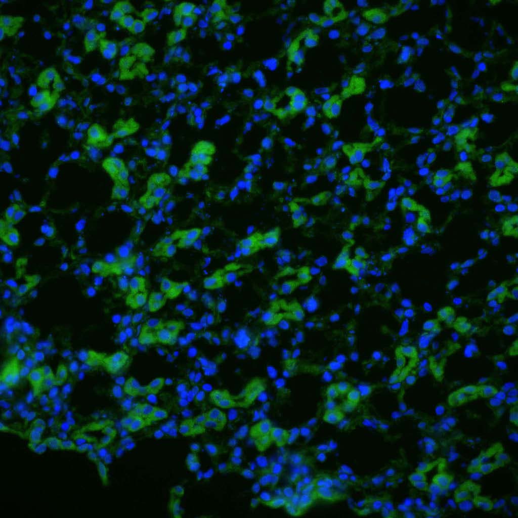 IHC-plus™ AQP1 / Aquaporin 1 Antibody (aa1-10)
