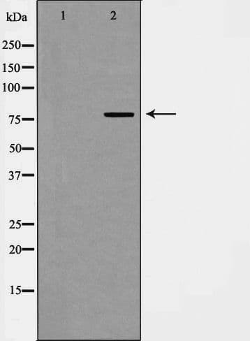 EZH2 Antibody