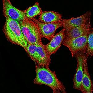 PGRMC1 / MPR Antibody (clone 6F9A1)
