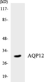 AQP12A / Aquaporin 12A Antibody (aa216-265)