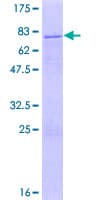 Human ZNF766 Protein (Recombinant GST)