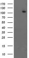 ERCC4 / XPF Antibody (clone OTI2C2)