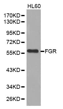 FGR Antibody