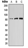 Polyclonal Rabbit anti-Human PIK3R6 Antibody (Internal, WB)