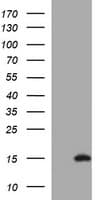 MSMB / MSP Antibody (clone OTI3D5)