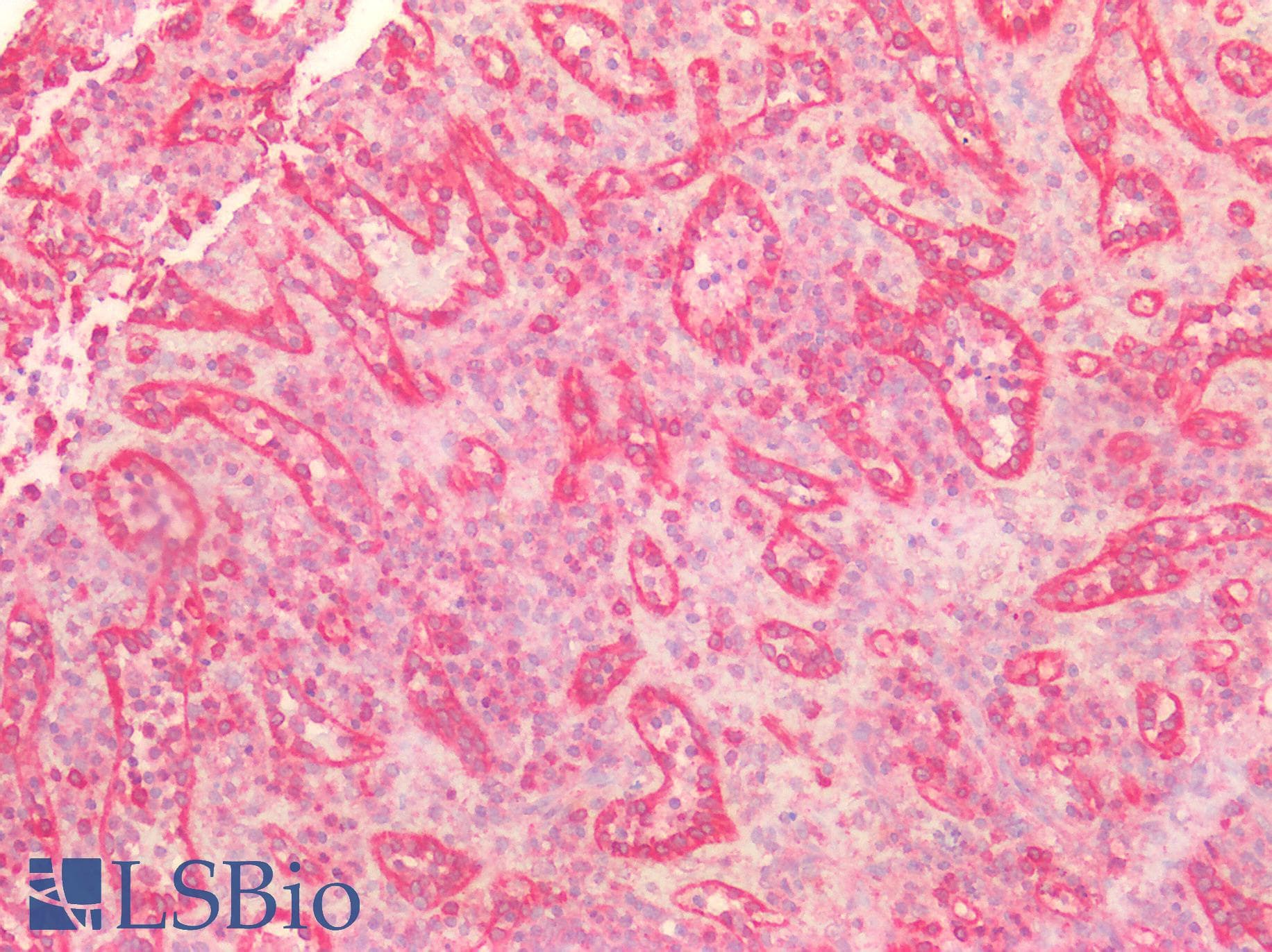 IHC-plus™ CD95 / FAS Antibody (aa281-330)